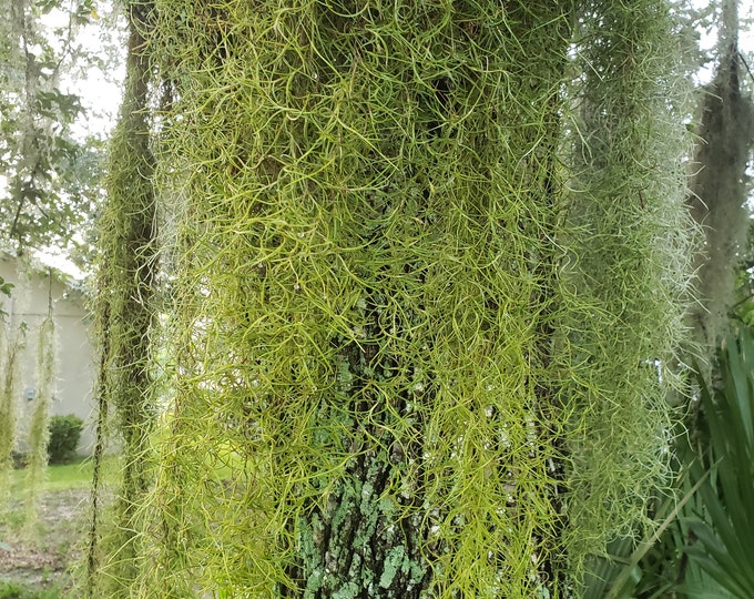 3 Gal. Spanish Moss, Craft, Mulch or Hang Live Air Plant, Spiller