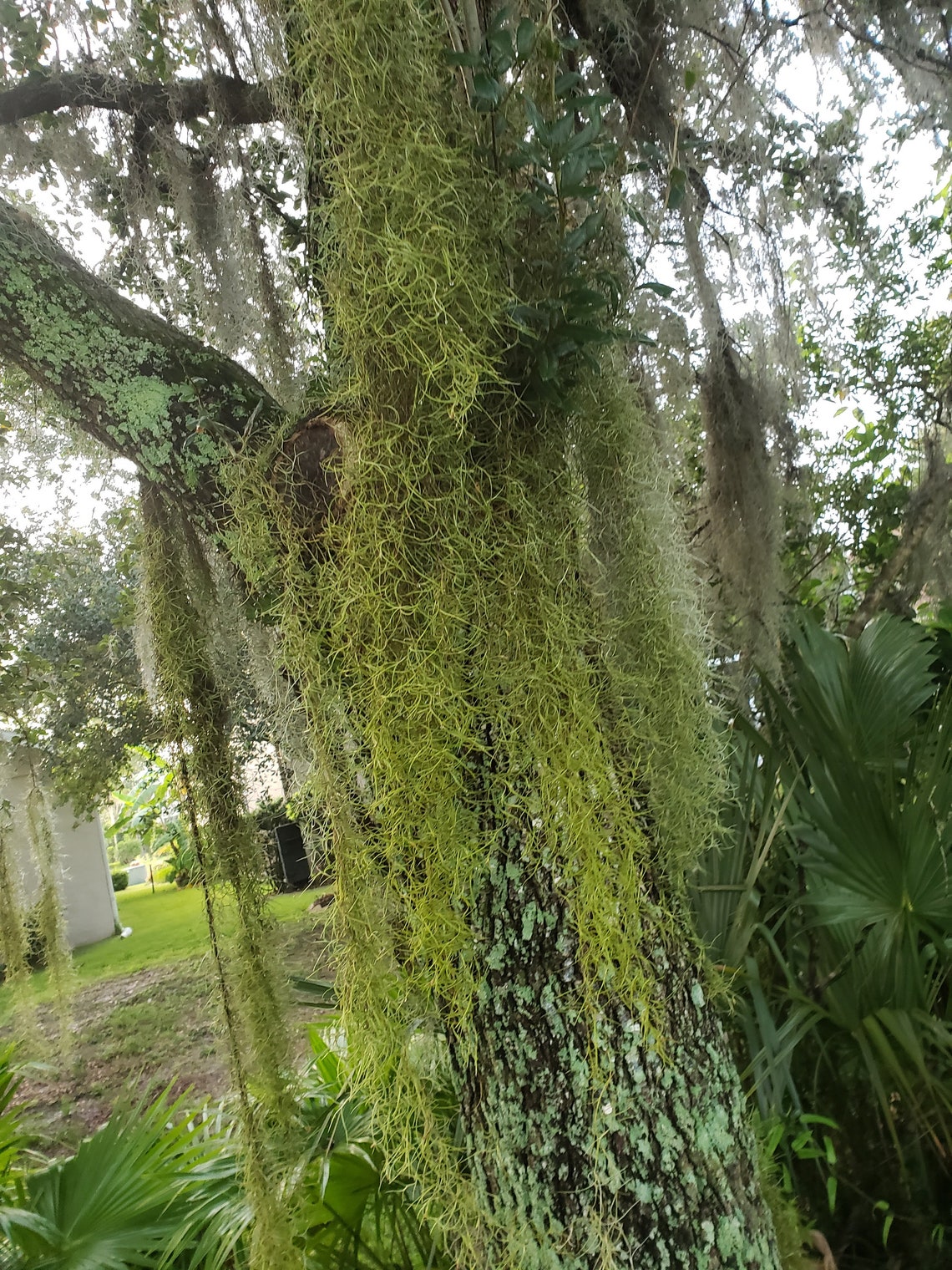 SALE 3 Gal. Spanish Moss Craft Mulch or Hang live Air Etsy