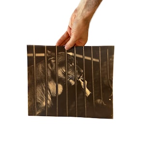 Large Vintage Black And White Photograph, Caged Lion and Hand, Real Photo Print, Lioness, Circus Animal, Zoo, Old Image