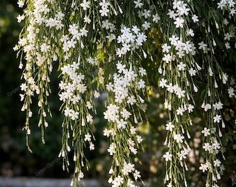 Blooms93 スカイフラワー 多年生 ウィーピング ジャスミン 10粒 ザデン