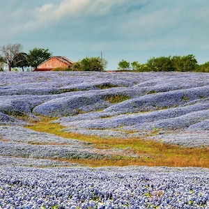 Bluebonnets, Bluebonnets in Texas, Bluebonnet Wildflowers, Texas Bluebonnets, Texas Wildflowers, Bluebonnet Wall Art, Wildflower Wall Art,