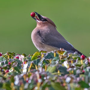 Cedar Waxwing Bird Photography: Holly Berry Print