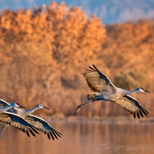 Sandhill Cranes at Bosque del Apache, Sandhill Crane Trio, Sandhill Cranes in New Mexico, Sandhill Crane Wall Art, New Mexico Wall Art