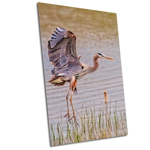 Great Blue Heron Flying, Great Blue Heron Wall Art, bird photography, Great Blue Heron Photography, Nature Wall Art, Wildlife Photography