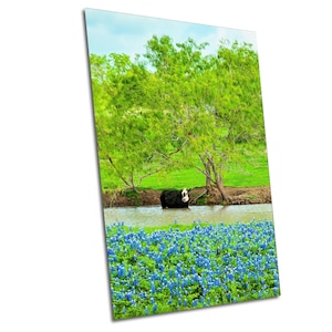Bluebonnets with Cattle Wall Art, Texas Wildflowers, Bluebonnet Landscape, Ennis Bluebonnets, Wildflower Scene, Texas Nature Decor