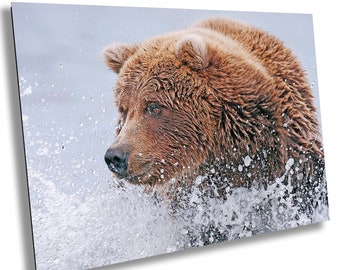 Alaskan Brown Bear Chasing Salmon Art Print: Lake Clark National Park