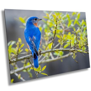 Oiseau bleu sur une branche, photo d'oiseau bleu, art mural