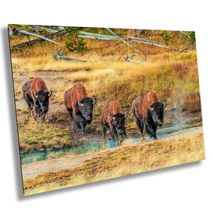 Bison in Yellowstone, Buffalo waden door beek, Yellowstone landschapskunst aan de muur, natuurfotografie, rustieke Wyoming Bison print