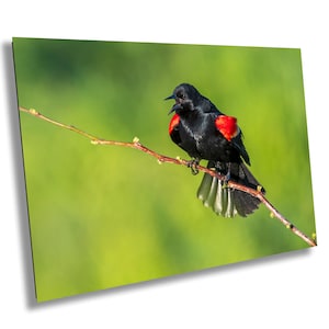 Blackbird Singing on Branch Wall Art, Wildlife Photography, Bird Wall Decor, Bird Lover Gift, Nature Photography, Blackbird Photo, Songbird