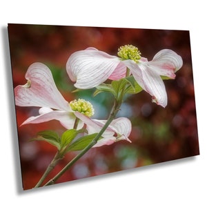 White and Pink Dogwood Blossoms, Dogwood Flower, Dogwood Flower Wall Art,  Floral Wall Art, Flowering Dogwood, Flower Photography, Dogwood