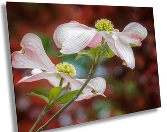 Dogwood Flower Photography: White and Pink Blossoms Floral Wall Art