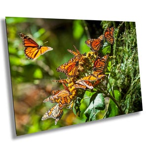 Monarch Butterfly, Monarch Butterflies Feeding, Monarch Butterfly Migration, Monarch Butterflies in Mexico, Butterfly Photography, Monarch