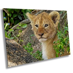 Lion Cub, Lion Cub Portrait, Cute Lion Cub, Safari Animals, Baby Lion, , Lion Wall Art, Wildlife Photography, Wildlife Wall Art, Lion Photo