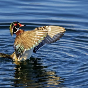 May include: A Wood Duck with colorful plumage is seen in a body of water. The duck has a red eye, a white throat, and a green and black head. Its wings are spread, revealing brown, green, and white feathers. The water is a deep blue.