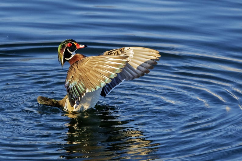 May include: A Wood Duck with colorful plumage is seen in a body of water. The duck has a red eye, a white throat, and a green and black head. Its wings are spread, revealing brown, green, and white feathers. The water is a deep blue.