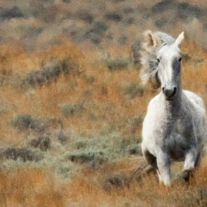 Wild Horse in Colorado, Wild Horse Running, Wild Gray Stallion, Wild Mustang Art, Horse Art, Animal Photography, Old West Decor, Nature Art