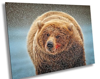 May include: A close-up image of a brown bear shaking water from its fur. The bear's fur is wet and matted, with droplets of water flying off. The bear has a dark nose and a red mark on its face. The background is a blurred blue.