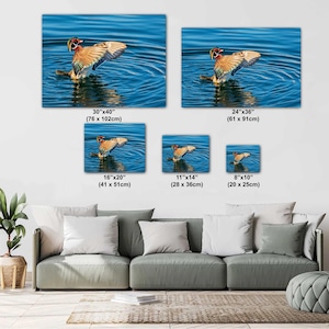 May include: Canvas art prints of a duck with outstretched wings in water. The prints are available in various sizes, including 30x40 inches, 24x36 inches, 16x20 inches, 11x14 inches, and 8x10 inches.