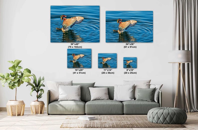 May include: Canvas art prints of a duck with outstretched wings in water. The prints are available in various sizes, including 30x40 inches, 24x36 inches, 16x20 inches, 11x14 inches, and 8x10 inches.