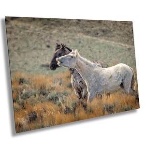 Wild Mustangs, Wild Mustang Pair in Colorado High Desert, Wild Horse Print, Colorado Mustangs, Colorado Landscape, Wild Horse Wall Art