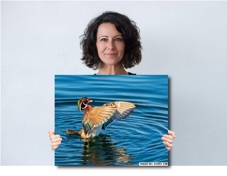 May include: A canvas print featuring a Wood Duck with outstretched wings on a blue water surface. The duck has a colorful plumage with red, green, and brown hues. The print measures 16x20 inches (41x51 cm).