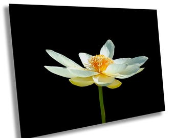 White Lotus Flower Photography: Nature Wall Art