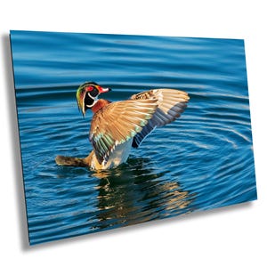 May include: A vibrant wood duck with outstretched wings floats on blue water. The duck displays a colorful plumage of brown, green, red, and white feathers. The water's surface reflects the duck and the sunlight.