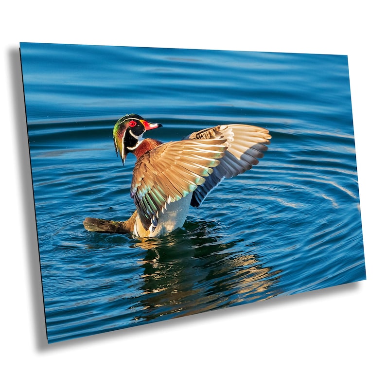 May include: A vibrant wood duck with outstretched wings floats on blue water. The duck displays a colorful plumage of brown, green, red, and white feathers. The water's surface reflects the duck and the sunlight.