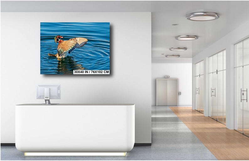 May include: A framed canvas print of a duck with outstretched wings in blue water. The duck has brown, orange, and white feathers. The print is labeled "30X40 IN / 76X102 CM". The image is displayed on a white wall in a modern office setting.
