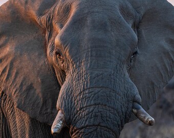 Twilight Tusk in South Africa