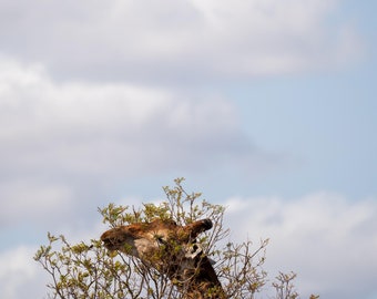 Giraffe Snacking in South Africa