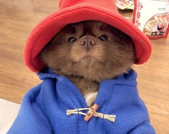 Blue Toggle Coat & Red Floppy Hat ~ Famous Dog Costume
