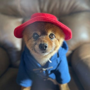 Blue Toggle Coat & Red Floppy Hat Famous Dog Costume image 4