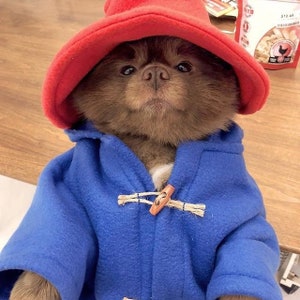 Blue Toggle Coat & Red Floppy Hat Famous Dog Costume image 1