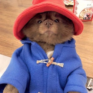 Blue Toggle Coat & Red Floppy Hat ~ Famous Dog Costume