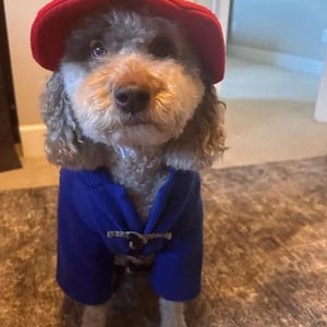 Pu&ograve; includere: Un cane dal pelo riccio indossa un cappello di feltro rosso brillante e un cappotto blu reale. Il cappotto presenta una chiusura a levetta con un passante in corda chiara e un bottone in legno marrone scuro per il piccolo animale domestico.