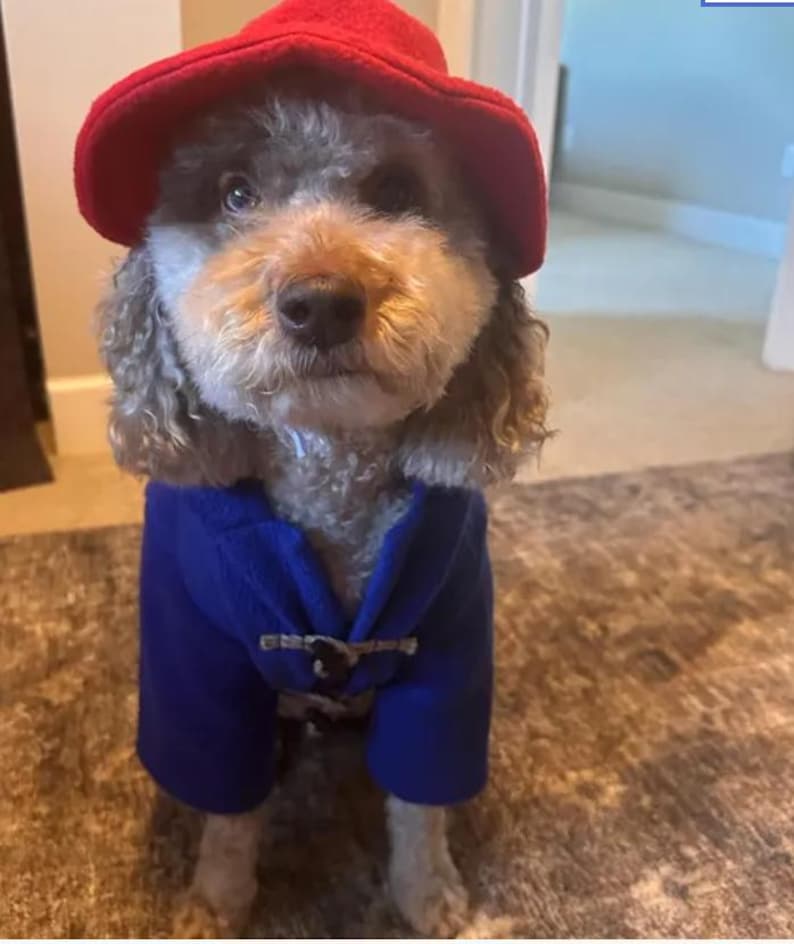 Pu&ograve; includere: Un cane dal pelo riccio indossa un cappello di feltro rosso brillante e un cappotto blu reale. Il cappotto presenta una chiusura a levetta con un passante in corda chiara e un bottone in legno marrone scuro per il piccolo animale domestico.