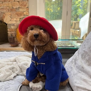 Pu&ograve; includere: Un cane dal pelo riccio marrone indossa un cappello di feltro rosso brillante a tesa larga e un montgomery in pile blu reale con cappuccio e chiusure a levetta di colore chiaro. Il cane &egrave; in posizione seduta e mostra l'intero completo.