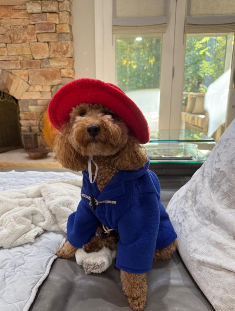 Pu&ograve; includere: Un cane dal pelo riccio marrone indossa un cappello di feltro rosso brillante a tesa larga e un montgomery in pile blu reale con cappuccio e chiusure a levetta di colore chiaro. Il cane &egrave; in posizione seduta e mostra l'intero completo.
