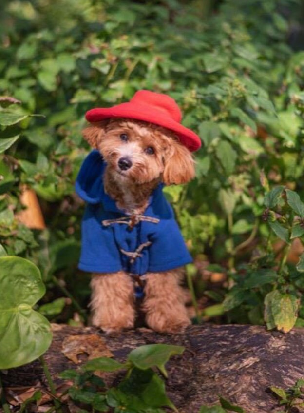 Paddington bear coat for dog sale