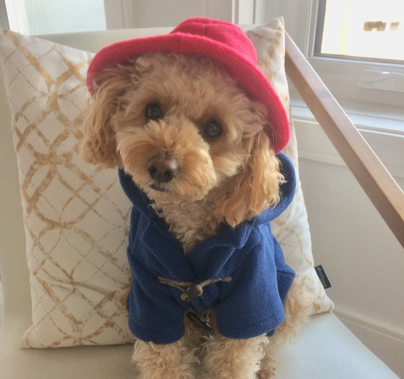 Pu&ograve; includere: Un cane dal pelo riccio color marrone chiaro indossa un cappello di feltro rosso brillante e un cappotto blu scuro con cappuccio e chiusura a olivetta. Il cappotto presenta un cappuccio e una chiusura centrale in legno. Occhi e naso scuri.