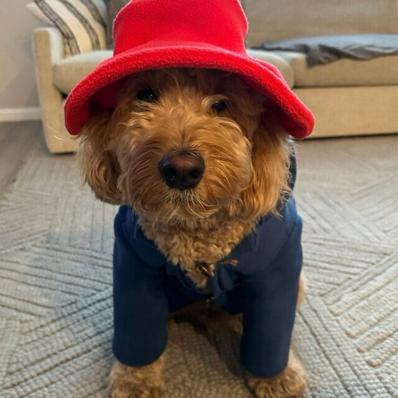 Pu&ograve; includere: Un cane dal pelo riccio color marrone dorato che indossa un cappello a secchiello in pile rosso brillante e un cappotto blu scuro con alamari. Il cane ha il naso e gli occhi scuri, con la tesa del cappello rosso che poggia sopra gli occhi.