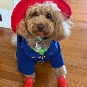 Pu&ograve; includere: Un cane dal pelo riccio color marrone chiaro indossa un cappello di feltro rosso acceso, un cappotto blu con cappuccio e alamari, e piccoli stivali di gomma rossi sulle zampe anteriori, con un collare verde e una medaglietta a forma di osso.