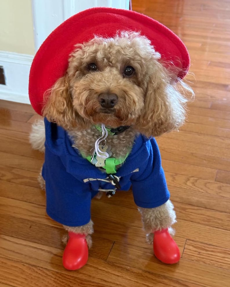 Pu&ograve; includere: Un cane dal pelo riccio color marrone chiaro indossa un cappello di feltro rosso acceso, un cappotto blu con cappuccio e alamari, e piccoli stivali di gomma rossi sulle zampe anteriori, con un collare verde e una medaglietta a forma di osso.
