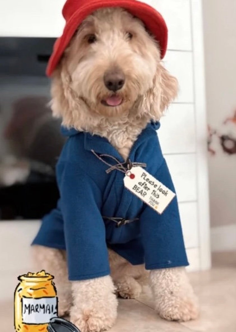 Blue Toggle Coat & Red Floppy Hat Famous Dog Costume image 8