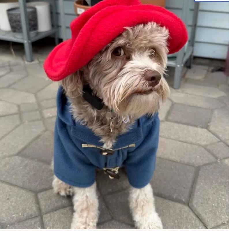 Pu&ograve; includere: Un cane di piccola taglia dal pelo marrone chiaro e bianco indossa un cappello di feltro rosso brillante e un montgomery blu con cappuccio. Il cappotto presenta una chiusura a alamari con bottoni in legno. Il cane ha un collare scuro con medaglietta.
