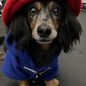 Pu&ograve; includere: Un bassotto a pelo lungo con pelo nero, marrone e grigio indossa un cappello di feltro rosso brillante e un cappotto in pile blu reale con chiusure a levetta in corda bianca. Il cane ha grandi occhi scuri e guarda dritto verso l'obiettivo.