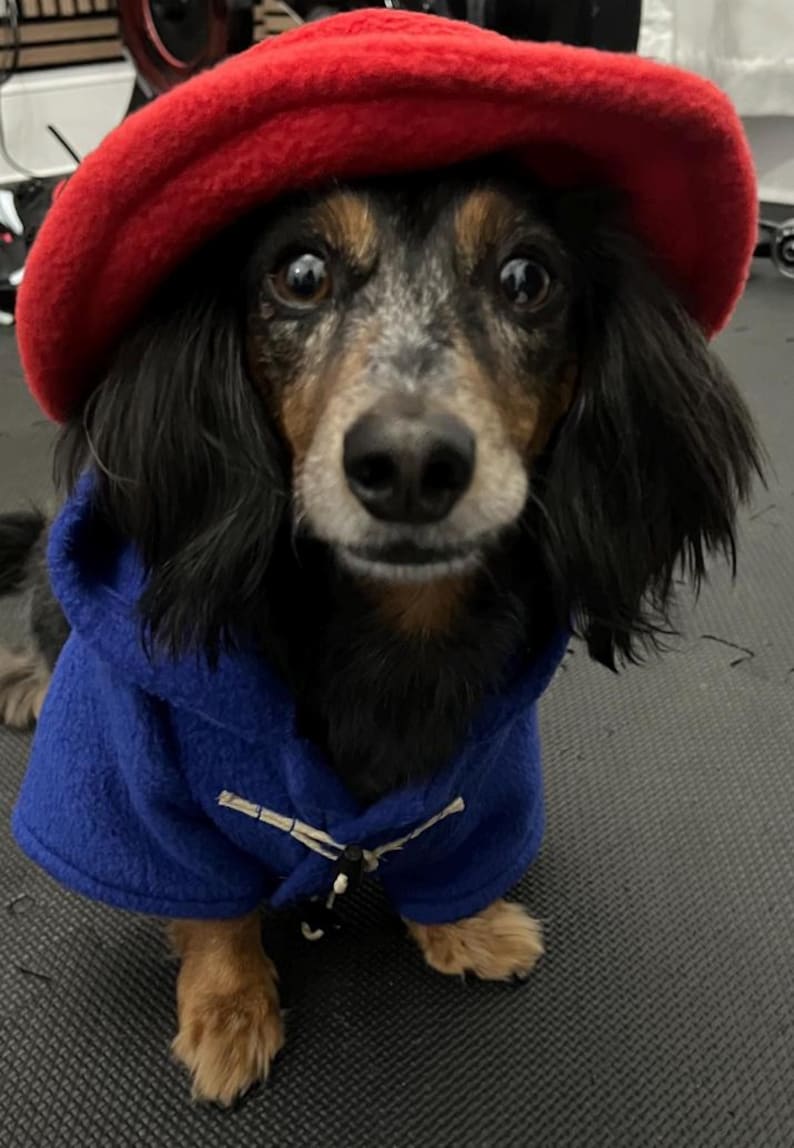 Pu&ograve; includere: Un bassotto a pelo lungo con pelo nero, marrone e grigio indossa un cappello di feltro rosso brillante e un cappotto in pile blu reale con chiusure a levetta in corda bianca. Il cane ha grandi occhi scuri e guarda dritto verso l'obiettivo.