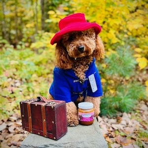 Blue Toggle Coat & Red Floppy Hat Famous Dog Costume image 3