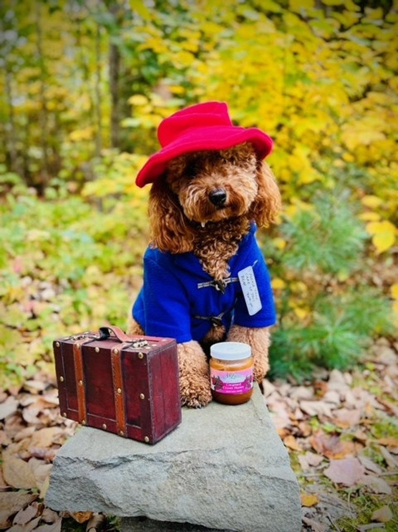 Blue Toggle Coat & Red Floppy Hat Famous Dog Costume image 3